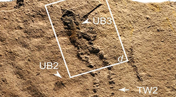 oldest footprint